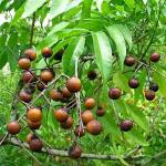 Reetha Soap Nut  Terminalia Chebula High Quality